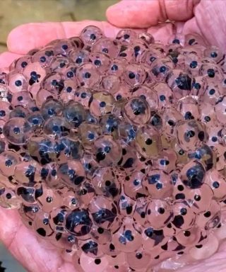 Farmer Stumbles Upon Mysterious Eggs in Field – Scientists Reveal Astonishing Truth